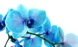 Fototapeta Storczyk - Beautiful blue orchid flowers, close up