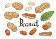 Peanuts, kernels and leaves. Vector illustration