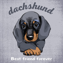 The Poster With The Portrait Of The Dog Dachshund. Vector Illustration.