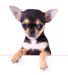 Sticker - Small chihuahua puppy on the white background