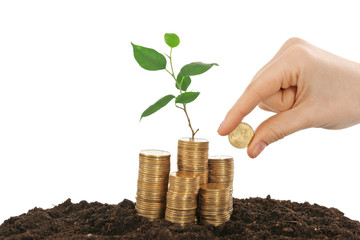 Wall Mural - Female hand putting coin on stack of coins in soil with young plant isolated on white