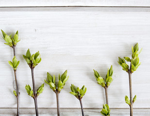 Wall Mural - Lilac trees stem with young leaves on a white wooden background