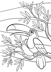 Wall Mural - Little cute toucan sits on the tree banch and smiles.