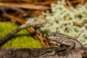 Wall Mural - Eastern Fence Lizard