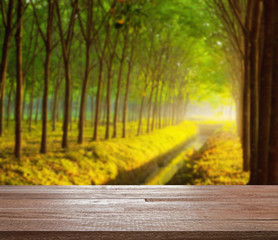 Wooden table top on  blurred para rubber tree garden