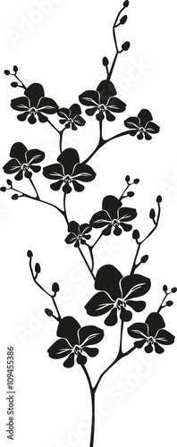 Naklejka dekoracyjna Czarne wektorowe storczyki na białym tle