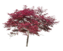 Acer, Japanese Maple Ornamental Tree Isolated On White.