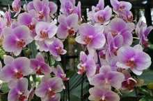 A Pink And White Phalaenopsis Moth Orchid Flower In Bloom