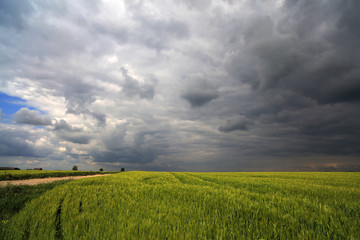 Wall Mural - Image of a green wheat field with stormy clouds background