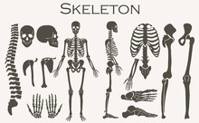 Human Bones Skeleton Silhouette  Collection Set. High Detailed Vector Illustration.