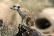  Meerkat On The Lookout For Trouble.