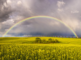 Fototapeta Tęcza - Panorama wiosennego pola
