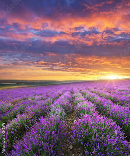 Plakat na zamówienie Meadow of lavender.