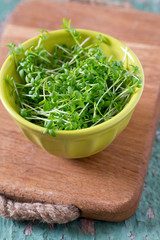 Poster - garden cress ready to be eaten