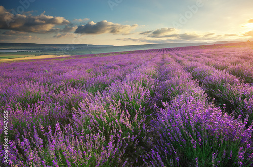 Naklejka na szafę Meadow of lavender.