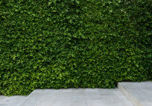 green wall for decoration
