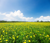 Fototapeta Dmuchawce - Yellow flowers field under blue cloudy sky
