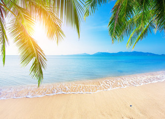 Wall Mural - palm and tropical beach