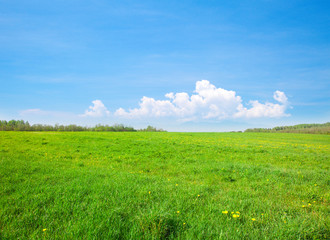 Wall Mural - Green field with flowers under blue cloudy sky