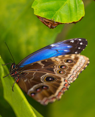 Blue morpho (morpho peleides) on green nature background.