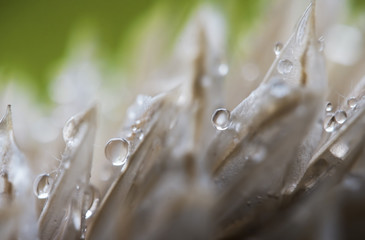 Sticker - rain drops on forrest plants