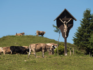 Wall Mural - A view of rushing cows in the Alpine mountains near village Shocken in Bregenzerwald area, region Vorarlberg, Austria