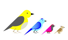 Bird. Vector With Pictures Of Colorful Birds