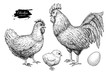 Vector chicken breeding hand drawn set. Engraved Chicken, Roster, chick