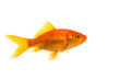 canvas print picture - Single Goldfish seen from the side isolated on a white background