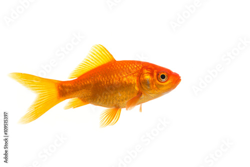 Fotomural Single Goldfish seen from the side isolated on a white background