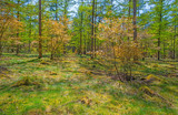 Fototapeta Na ścianę - Forest in sunlight in spring