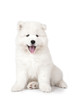 Seven months old Samoyed puppy dog