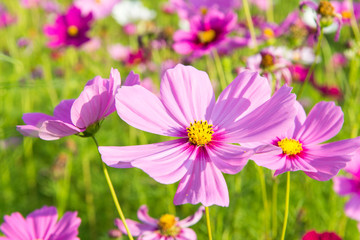 Wall Mural - Beautiful cosmos flower