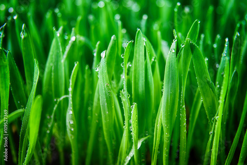 Foto-Schiebegardine Komplettsystem - green grass (von Denis Tabler)