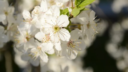 Wall Mural - cherry blossoms in early spring
