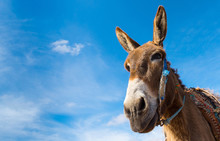 Donkey, Farm Animal In The Moroccan Countryside On Sky Background.  Copy Space In Right Part For Your Text.
