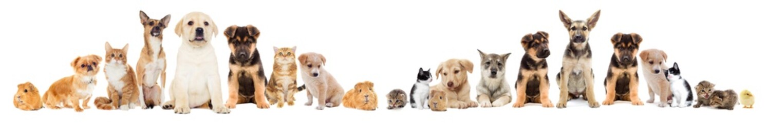 Poster - Cat and puppy on a white background isolated