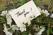 flowering cherry branch with a card - Thank you