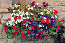 Floral Display Of Multicoloured Petunias