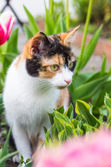  Süße Katze sitzt im Garten