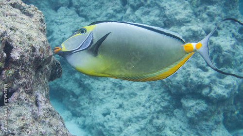 Snorkeling With Tropical Fish In Hawaiian Waters Near Honolulu On Oahu Hawaii Usa Buy This Stock Photo And Explore Similar Images At Adobe Stock Adobe Stock