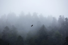 Eagle Flying Over Misty Forest