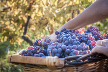 Woman Carrying Basket Of Grapes At Vineyard, Quartucciu, Sardinia, Italy