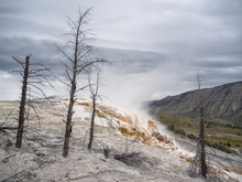 Mammoth Hot Springs And Terraces Of Calcium Carbon Deposit, Yellowstone National Park, Wyoming, USA