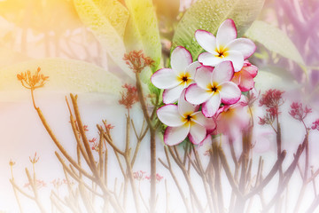 Wall Mural - frangipani or plumeria flowers bunch with tree background in sum