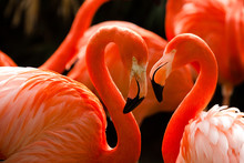 Kuba-Flamingo (Phoenicopterus Ruber)