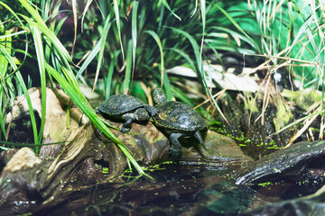 Sticker - Terrapins on a rock at a pond