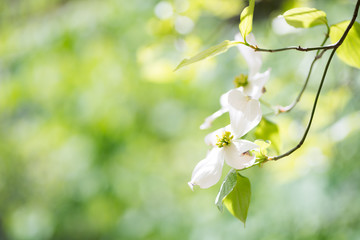 Dogwood flower（ Cornus florida）