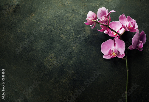 Cuadros en Lienzo Orquídea rosada en un fondo oscuro