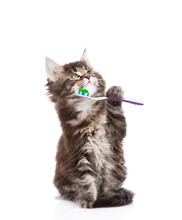  Small Maine Coon Cat With Toothbrush,. Isolated On White Backgr